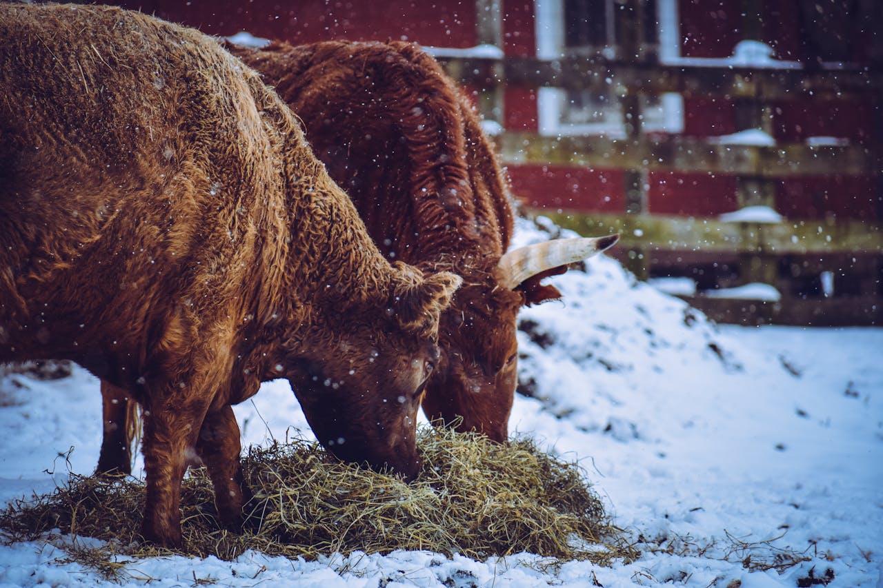 Two cows grazing on hay in a snowy farm setting during winter.