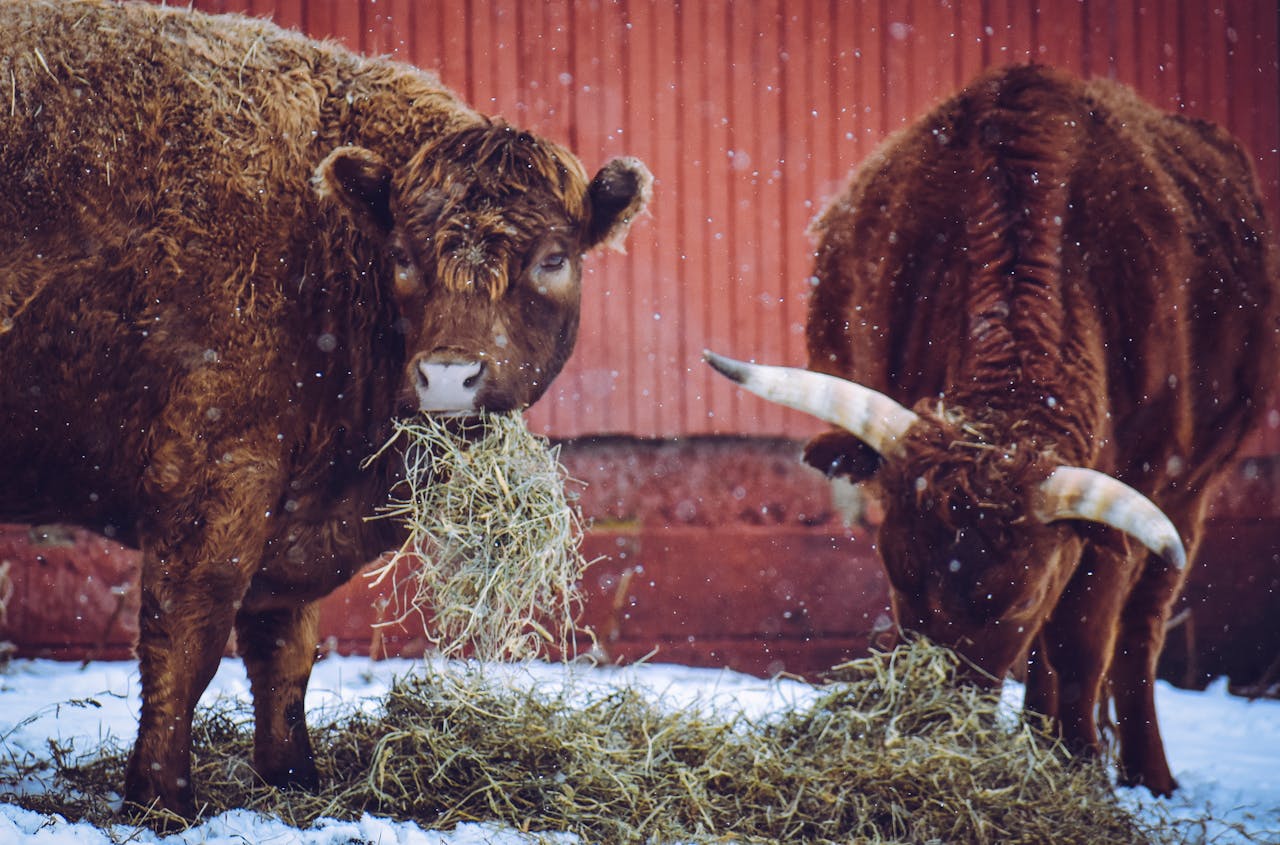 Two brown cattle grazing hay on snowy farm with tranquil winter atmosphere.