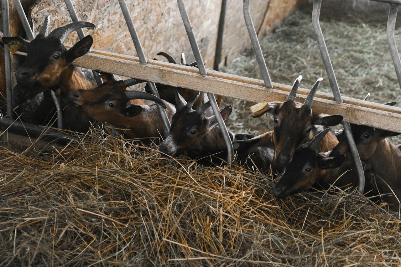 Brown goats feeding on hay in a barn, showcasing livestock farming indoors.