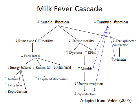 Milk Fever Cascade